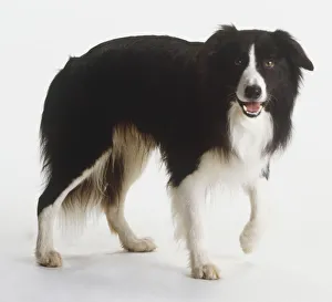 Black and white Border Collie (Canis familiaris) walking, looking at camera Black and white Border Collie (Canis familiaris) walking, looking at camera