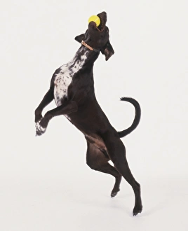 Dog jumping hot sale ball