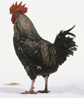 Black and white speckled cockerel, plumage, bright red comb and wattles, standing, side view Black and white speckled cockerel, plumage, bright red comb and wattles, standing, side view