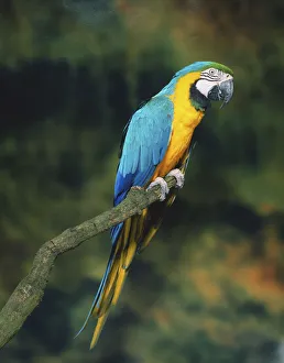 Blue-and-yellow Macaw, Ara ararauna Blue-and-yellow Macaw, Ara ararauna