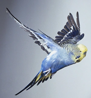 Blue Budgerigar (Melopsittacus undulatus) with yellow head in flight, side view Blue Budgerigar (Melopsittacus undulatus) with yellow head in flight, side view