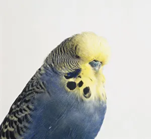 Blue Budgerigar (Melopsittacus undulatus) showing light yellow head feathers, profile view Blue Budgerigar (Melopsittacus undulatus) showing light yellow head feathers, profile view