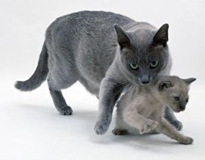Blue burmese queen carrying its tonkinese kitten by the scruff of the neck Blue burmese queen carrying its tonkinese kitten by the scruff of the neck