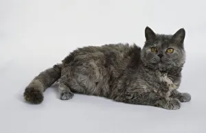 Blue-Cream Selkirk Rex cat, lying down Blue-Cream Selkirk Rex cat, lying down