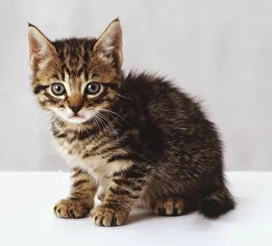 Blue-eyed small tabby kitten sitting, looking at camera, side view Blue-eyed small tabby kitten sitting, looking at camera, side view