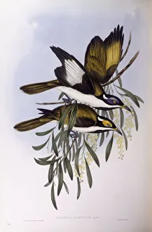 Blue-faced honeyeater (Entomyzon cyanotis), Engraving by John Gould Blue-faced honeyeater (Entomyzon cyanotis), Engraving by John Gould