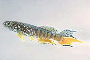 Blue gularis (Aphyosemion sjoestedti), tropical freshwater fish Blue gularis (Aphyosemion sjoestedti), tropical freshwater fish