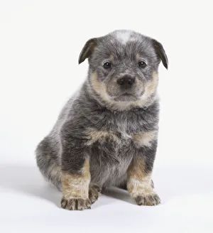 Blue Heeler puppy, showing a brown, white and grey marbled coat, sitting down, front view Blue Heeler puppy, showing a brown, white and grey marbled coat, sitting down, front view