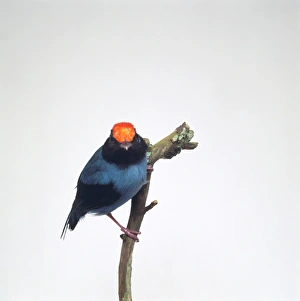 Blue Manakin or Swallow-tailed Manakin (Chiroxiphia caudata Blue Manakin or Swallow-tailed Manakin (Chiroxiphia caudata