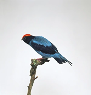 Blue Manakin or Swallow-tailed Manakin (Chiroxiphia caudata Blue Manakin or Swallow-tailed Manakin (Chiroxiphia caudata