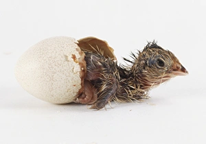 Blue-Scaled Quail (Callipepla squamata), hatching from an egg Blue-Scaled Quail (Callipepla squamata), hatching from an egg