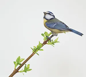Blue Tit (Cyanistes caeruleus) perching on a thin branch, side view Blue Tit (Cyanistes caeruleus) perching on a thin branch, side view