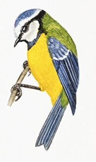 Blue tit, Parus carulus, hanging upside down on twig Blue tit, Parus carulus, hanging upside down on twig
