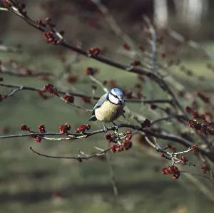 Blue Tit perched on branch of red shrub Blue Tit perched on branch of red shrub