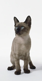 Blue Tonkinese kitten with slender neck, sitting Blue Tonkinese kitten with slender neck, sitting