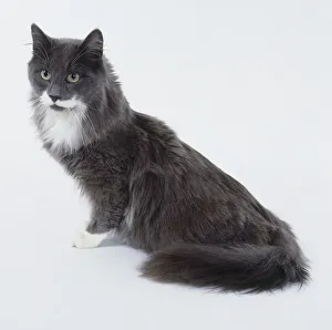 Blue and White Maine Coon cat with longish neck and body emphasising body length, sitting Blue and White Maine Coon cat with longish neck and body emphasising body length, sitting