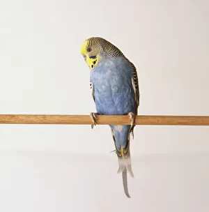 Blue and yellow budgerigar on a perch Blue and yellow budgerigar on a perch