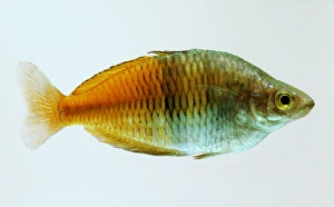 Boesmans rainbowfish (Melanotaenia boesemani), side view Boesmans rainbowfish (Melanotaenia boesemani), side view