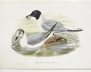 Bonapartes gull (Larus philadelphia), illustration Bonapartes gull (Larus philadelphia), illustration