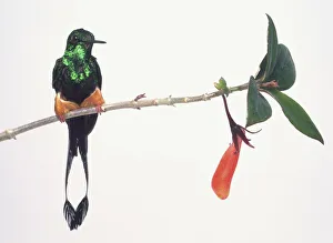 Booted Raquet-Tail (Ocreatus underwoodii) Booted Raquet-Tail (Ocreatus underwoodii)