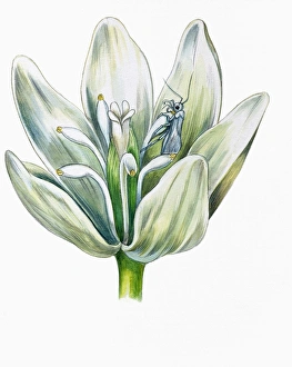 Botany, Asparagaceae, Flower of a Yucca tree, Illustration Botany, Asparagaceae, Flower of a Yucca tree, Illustration