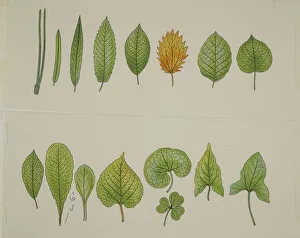 Botany: different types of leaves. Illustration Botany: different types of leaves. Illustration
