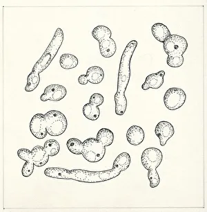 Botany, Fungi, Yeast Candida tropicalis, illustration Botany, Fungi, Yeast Candida tropicalis, illustration