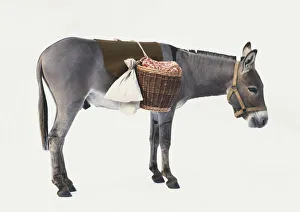 Bridled Donkey (Equus asinus) with panniers and back cover, side view Bridled Donkey (Equus asinus) with panniers and back cover, side view
