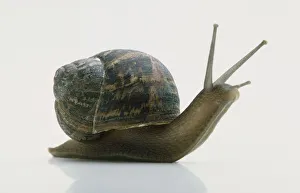 Brown Snail with raised head and antennae, side view Brown Snail with raised head and antennae, side view