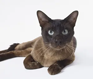 Brown Tonkinese cat with chocolate-coloured tail and almond-shaped eyes, lying down Brown Tonkinese cat with chocolate-coloured tail and almond-shaped eyes, lying down