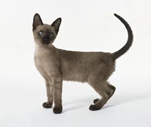 Brown Tonkinese kitten with almond-shaped eyes and close-lying fur, standing Brown Tonkinese kitten with almond-shaped eyes and close-lying fur, standing