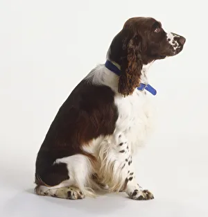 Brown and white spaniel sitting, wearing blue collar, looking up attentively, side view Brown and white spaniel sitting, wearing blue collar, looking up attentively, side view