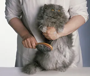 Brushing powder through fur of long-haired Blue Persian cat Brushing powder through fur of long-haired Blue Persian cat