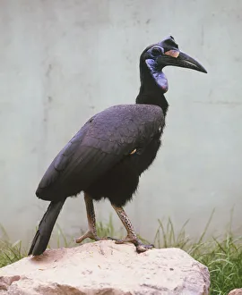 Bucorvus Abyssinicus, Abyssinian Ground Hornbill Bucorvus Abyssinicus, Abyssinian Ground Hornbill