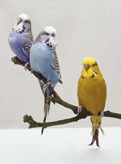Three Budgerigars (Melopsittacus undulatus) perching on a twig, front view Three Budgerigars (Melopsittacus undulatus) perching on a twig, front view
