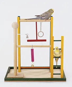 Two Budgerigars (Melopsittacus undulatus) on a climbing frame with a swing Two Budgerigars (Melopsittacus undulatus) on a climbing frame with a swing