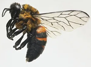 Bumlebee (Bombus sp.) in flight, side view Bumlebee (Bombus sp.) in flight, side view