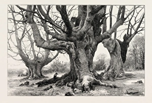 Burnham Beeches-recently Purchased By The Corporation Of London Burnham Beeches-recently Purchased By The Corporation Of London