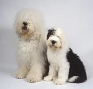 A bushy-haired white and gray old English sheepdog with its long fluffy hair covering its head and eyes A bushy-haired white and gray old English sheepdog with its long fluffy hair covering its head and eyes