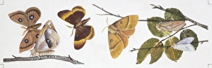 Butterflies sexual dimorphism, illustration Butterflies sexual dimorphism, illustration