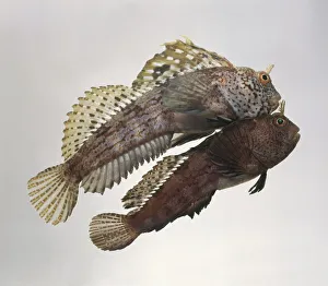 Butterfly blenny (Blennius ocellaris) and Tompot blenny (Parablennius gattorugine) swimming together Butterfly blenny (Blennius ocellaris) and Tompot blenny (Parablennius gattorugine) swimming together