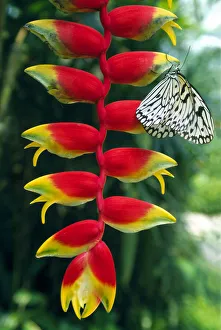 Butterfly and Heliconia on Penang Island, Malaysia Butterfly and Heliconia on Penang Island, Malaysia
