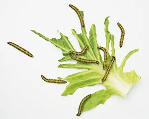 Cabbage White caterpillars (Pieris rapae) on a leaf, view from above Cabbage White caterpillars (Pieris rapae) on a leaf, view from above