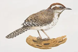 Cactus Wren (Campylorhynchus brunneicapillus) on a log Cactus Wren (Campylorhynchus brunneicapillus) on a log