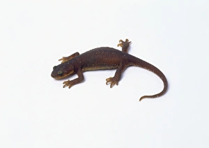 California newt (Taricha torosa), view from above California newt (Taricha torosa), view from above