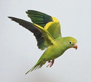 Canary Winged Parakeet in Mid Flight Canary Winged Parakeet in Mid Flight