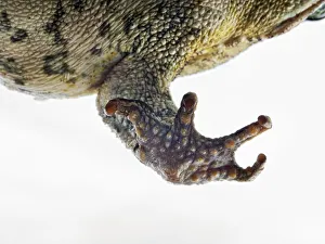 Cane Toad (Bufo marinus) close-up of foot and toes Cane Toad (Bufo marinus) close-up of foot and toes