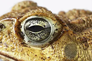 Cane Toad (Bufo marinus), eye and warty skin, close-up Cane Toad (Bufo marinus), eye and warty skin, close-up