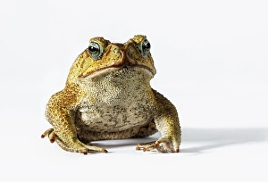Cane Toad (Bufo marinus) looking at camera Cane Toad (Bufo marinus) looking at camera