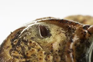 Cane Toad (Bufo marinus) nostril on warty skin, close-up Cane Toad (Bufo marinus) nostril on warty skin, close-up